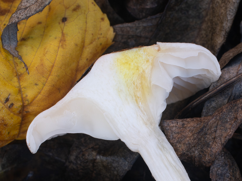 Hygrophorus roseodiscoideus